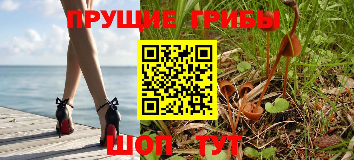 Псилоцибиновые грибы Psilocybe Алатырь