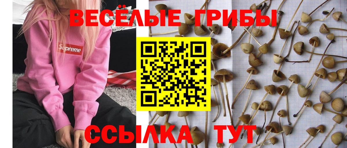 Алатырь  Галлюциногенные грибы мицелий  Галлюциногенные грибы мицелий  где купить наркоту  Вход с VPN 
